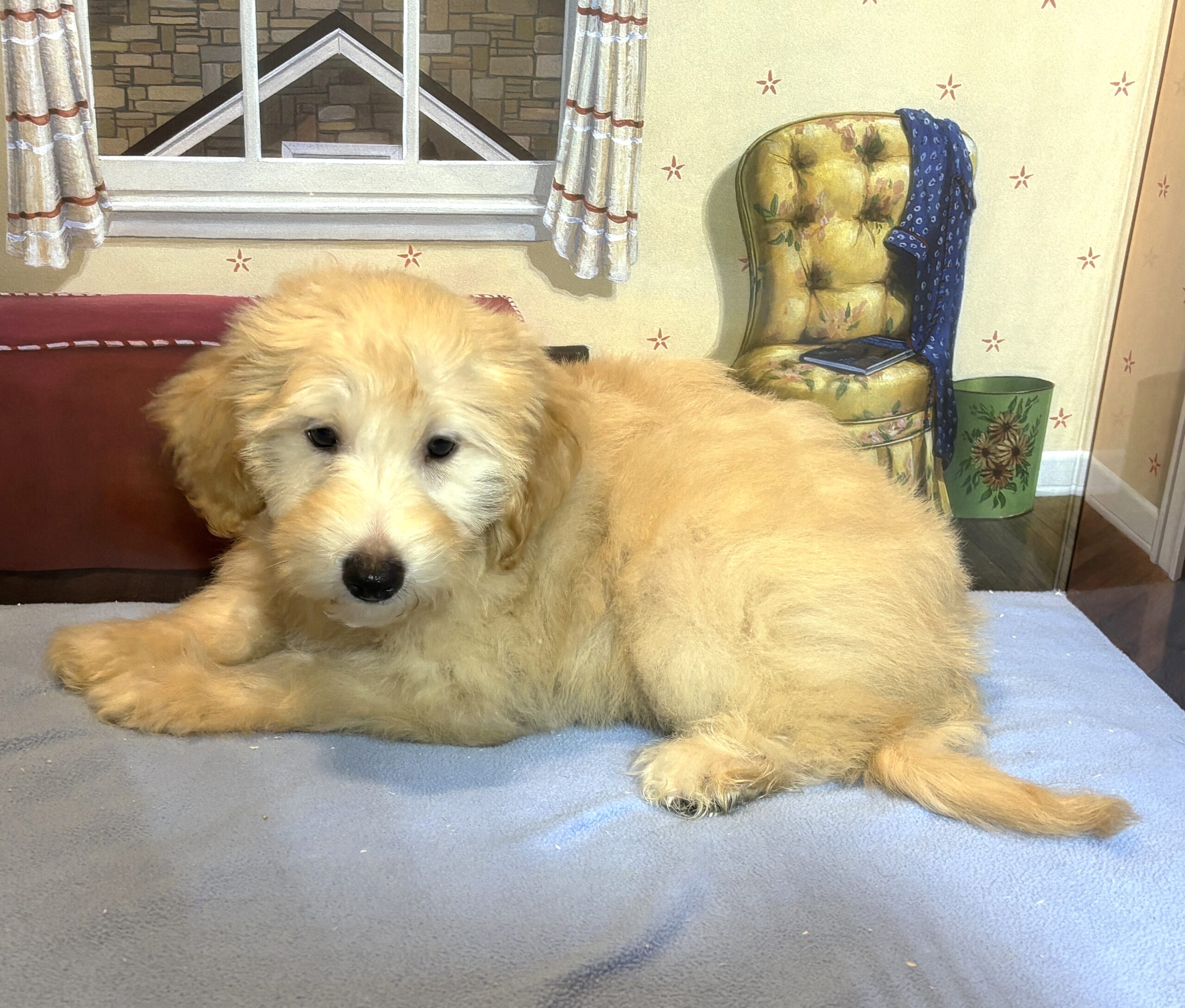 APOLLO – Miniature Schnoodle $2500