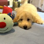 APOLLO – Miniature Schnoodle $2500