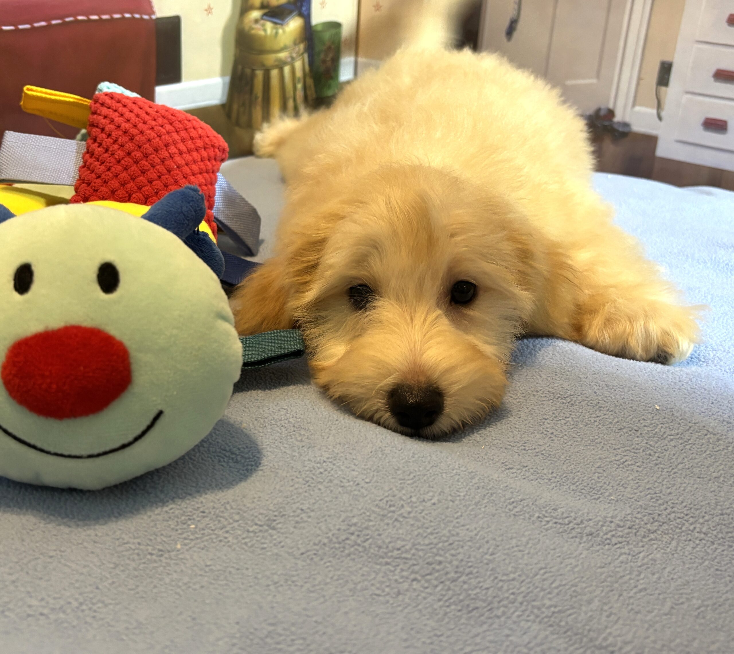APOLLO – Miniature Schnoodle $2500