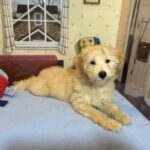 APOLLO – Miniature Schnoodle $2500