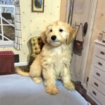 APOLLO – Miniature Schnoodle $2500