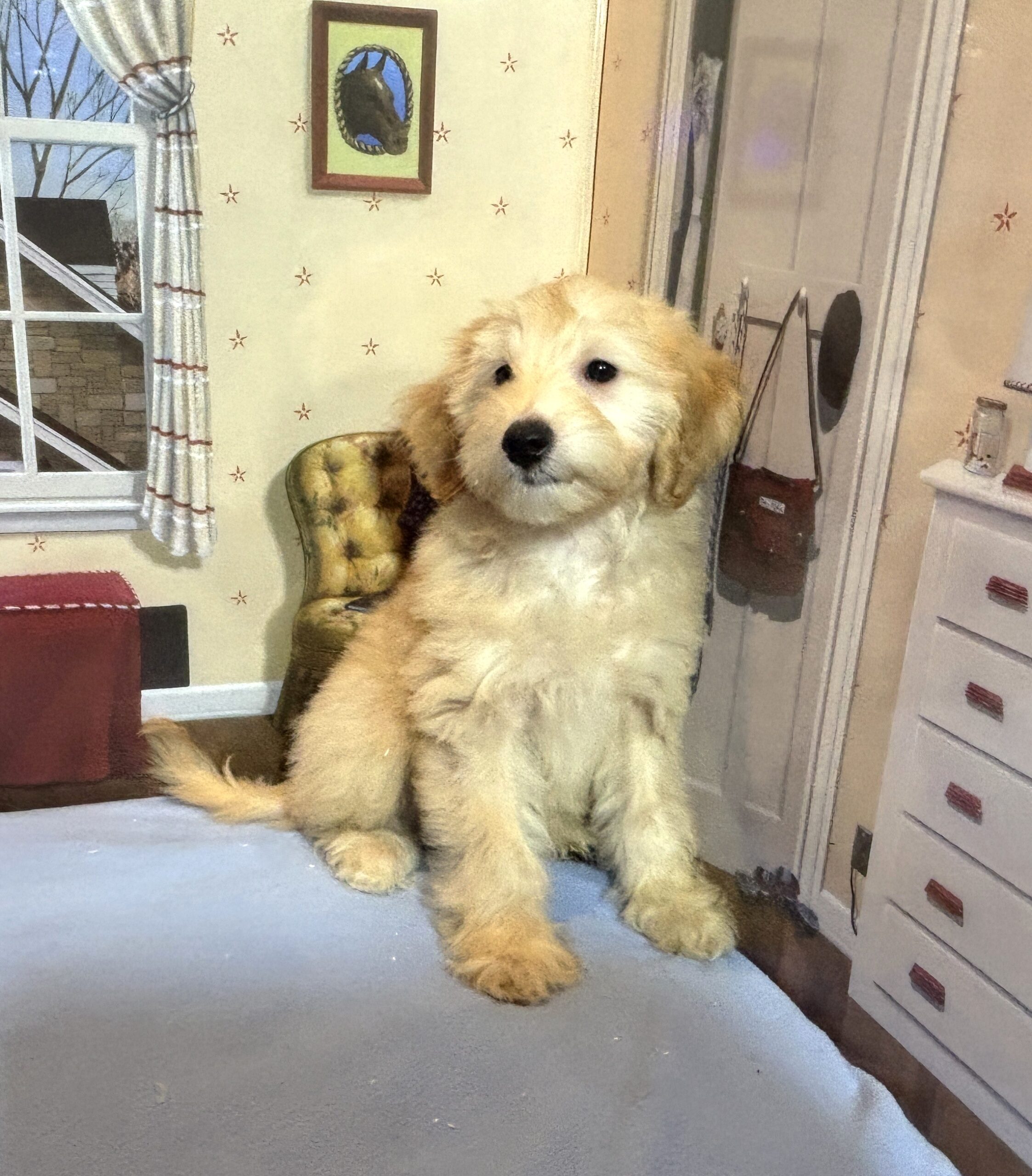 APOLLO – Miniature Schnoodle $2500