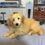 APOLLO – Miniature Schnoodle $2300