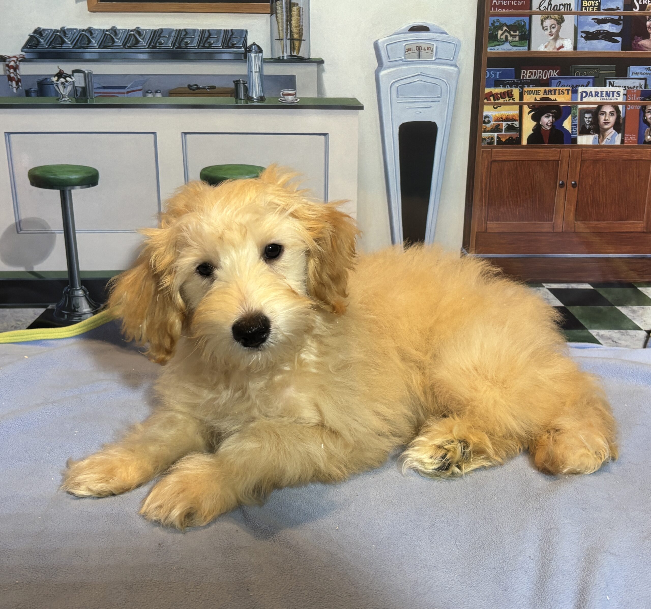 APOLLO – Miniature Schnoodle $2300