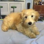 APOLLO – Miniature Schnoodle $2300