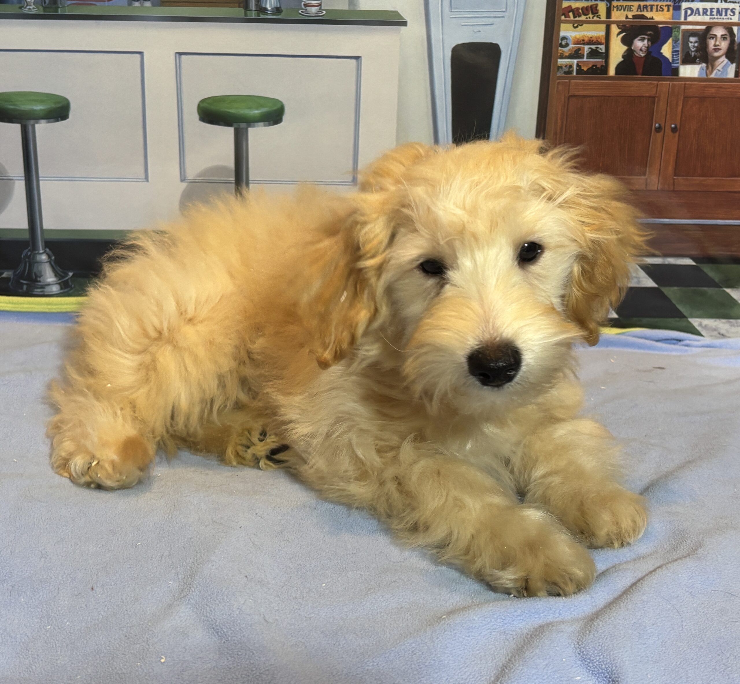 APOLLO – Miniature Schnoodle $2300
