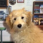 APOLLO – Miniature Schnoodle $2300