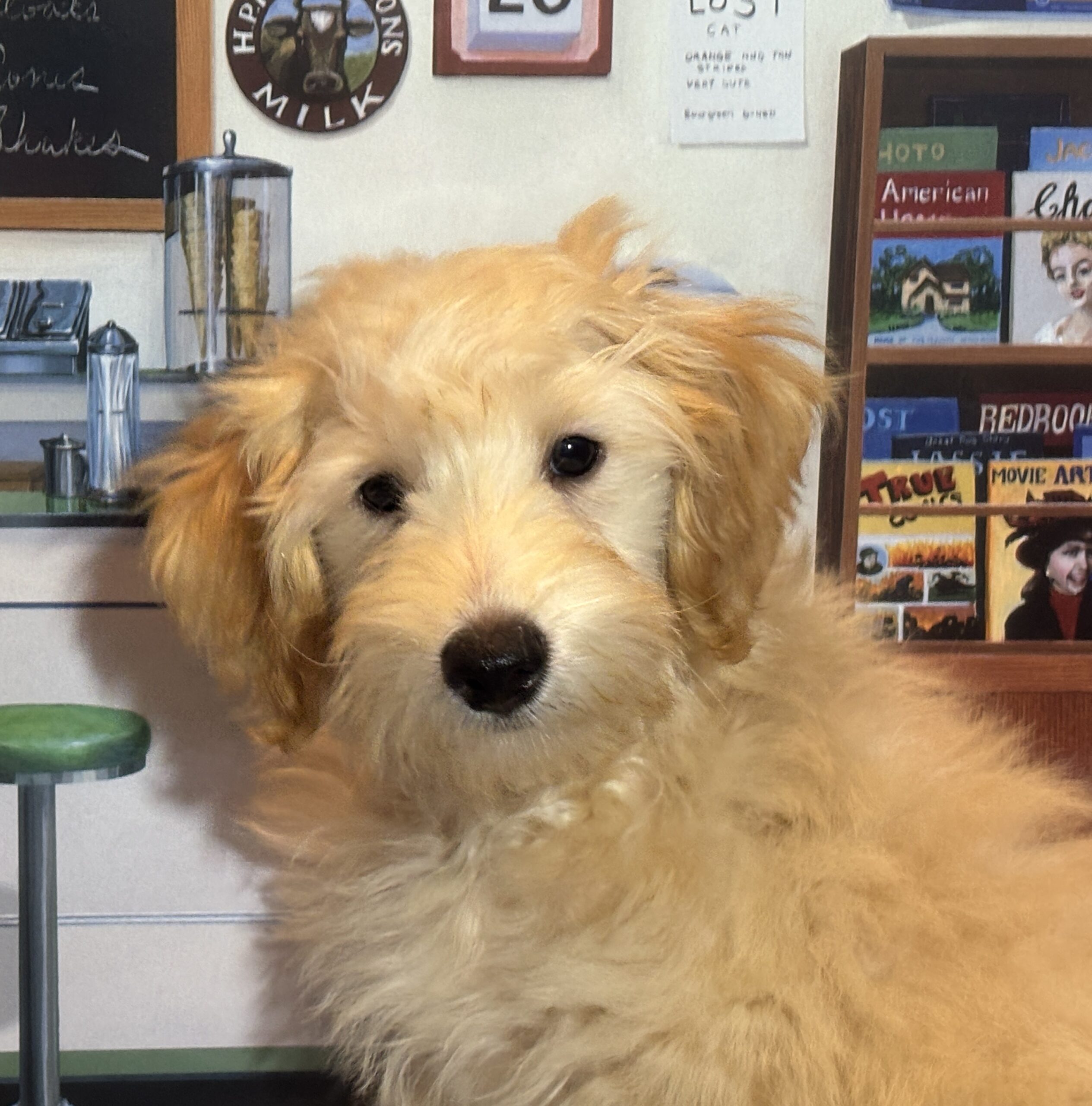 APOLLO – Miniature Schnoodle $2300