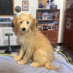 APOLLO – Miniature Schnoodle $2300