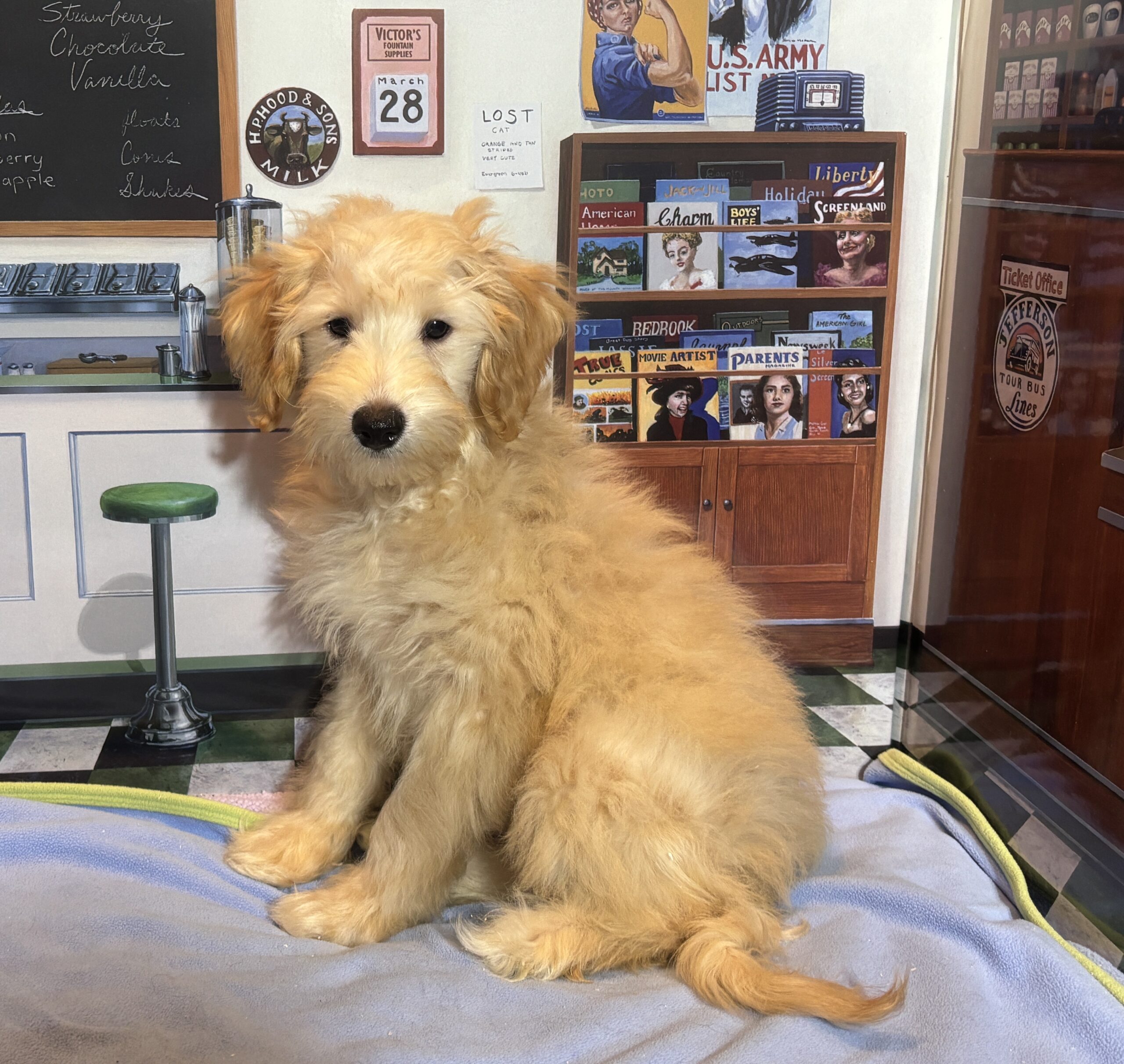 APOLLO – Miniature Schnoodle $2300