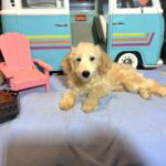 APOLLO – Miniature Schnoodle $2300