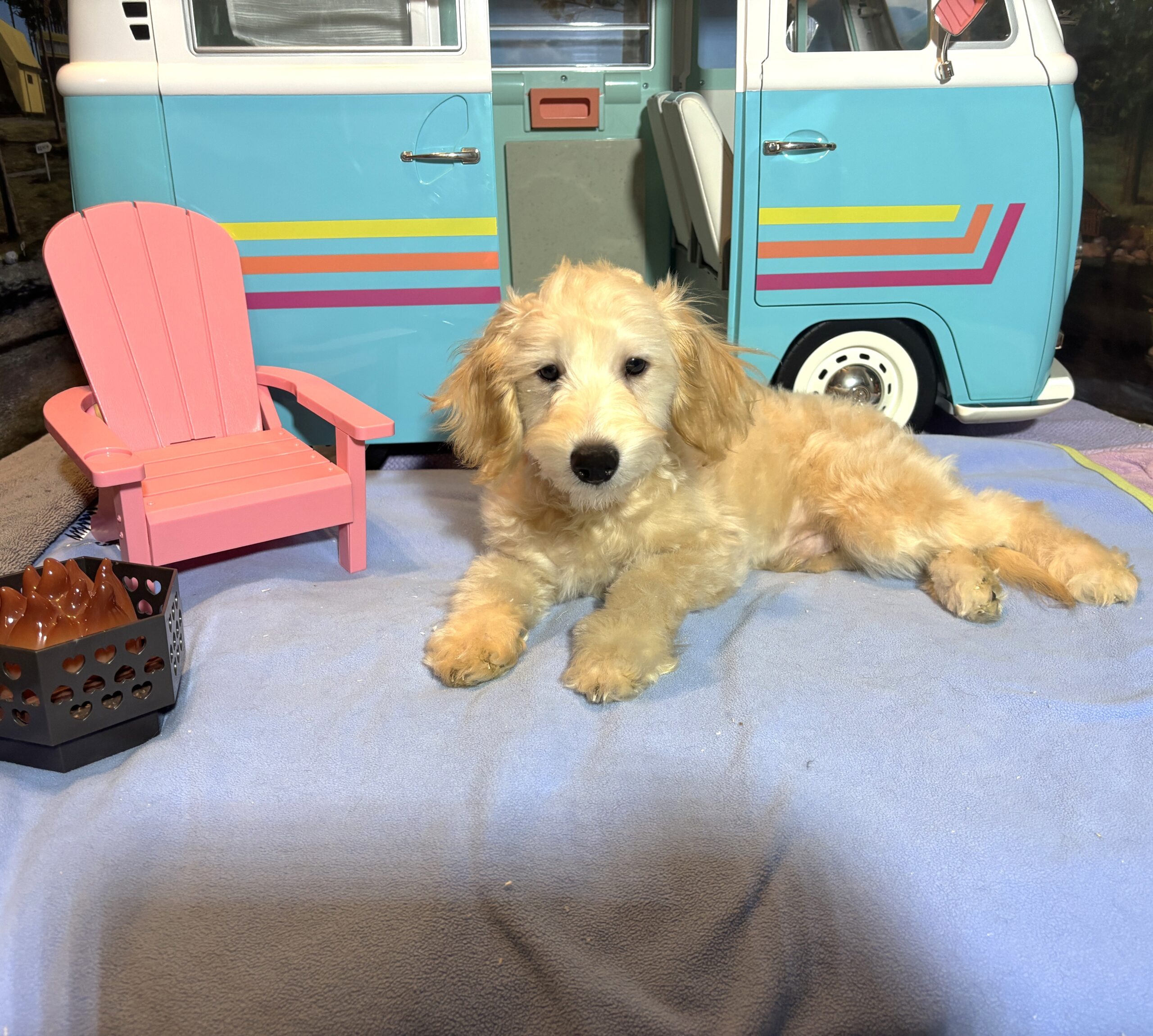 APOLLO – Miniature Schnoodle $2300