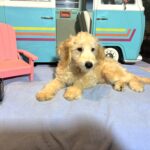 APOLLO – Miniature Schnoodle $2300