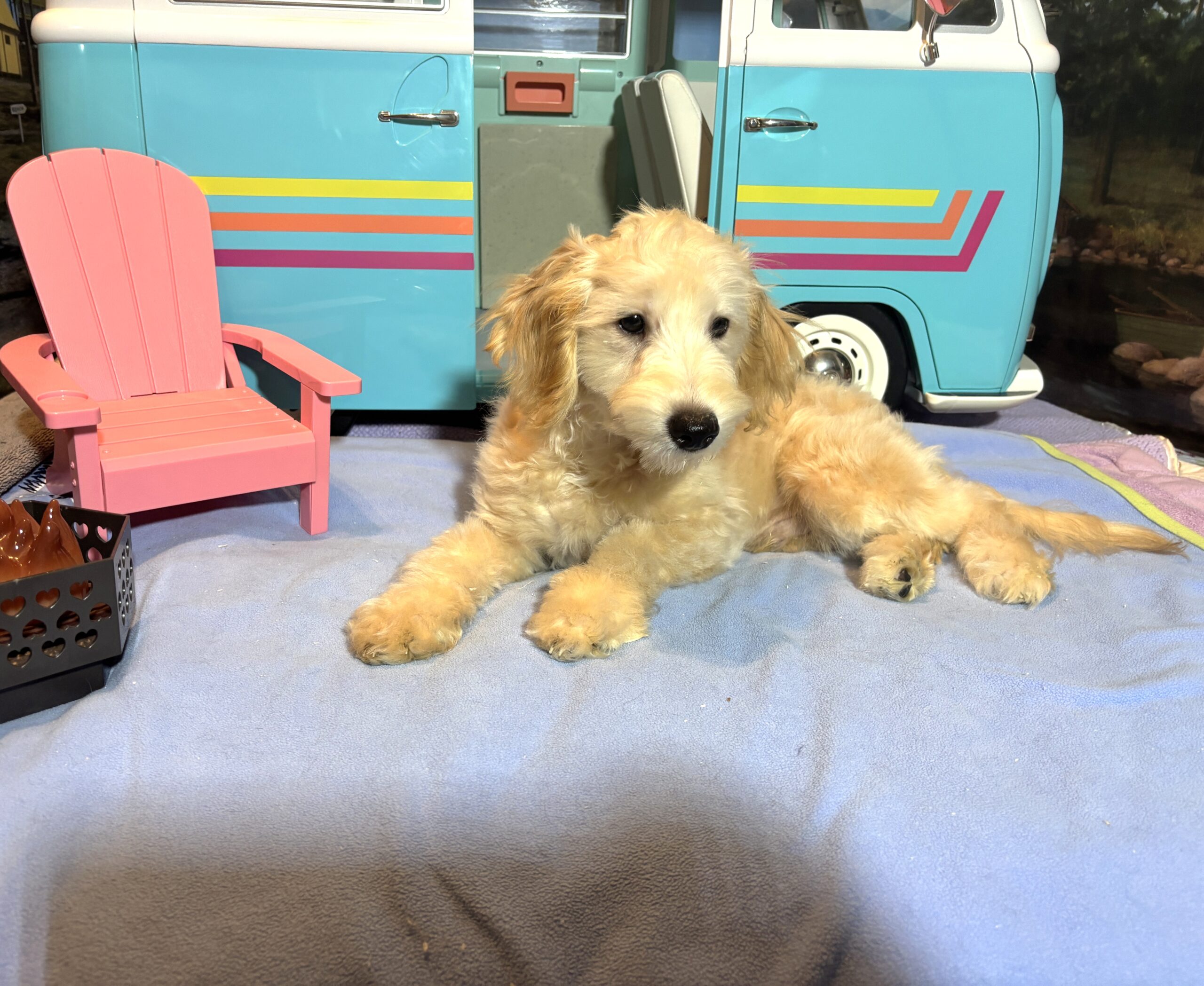 APOLLO – Miniature Schnoodle $2300