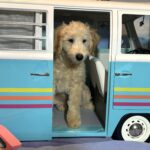 APOLLO – Miniature Schnoodle $2300
