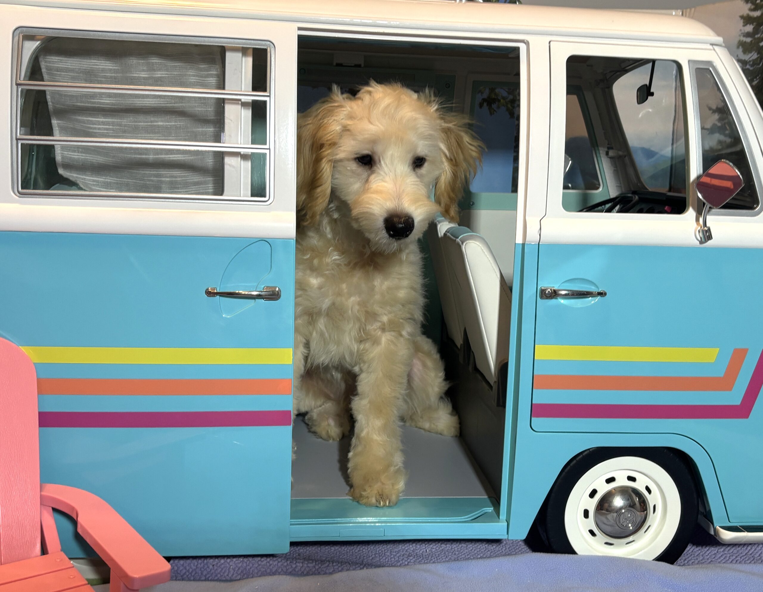 APOLLO – Miniature Schnoodle $2300