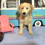 APOLLO – Miniature Schnoodle $2300