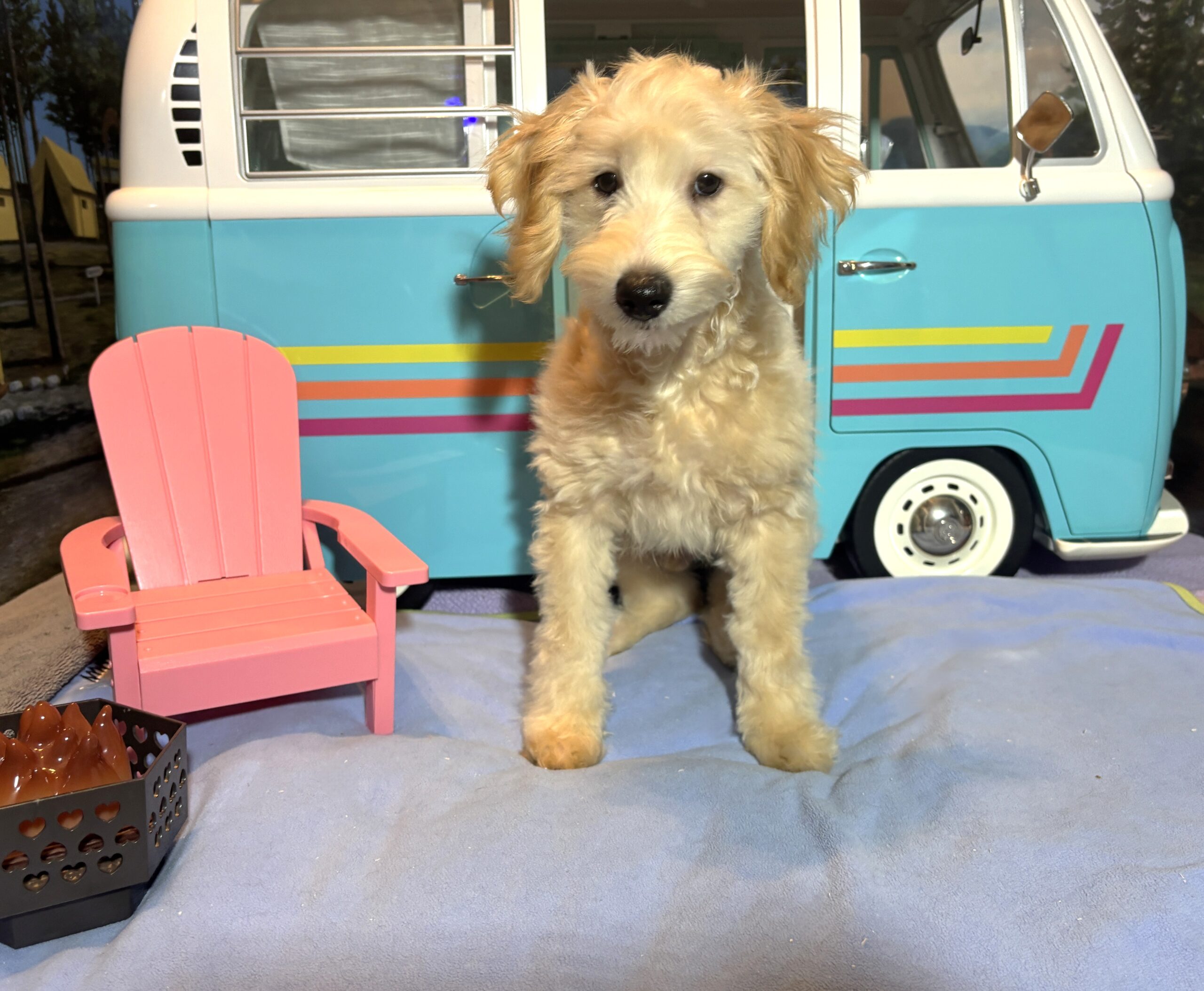 APOLLO – Miniature Schnoodle $2300
