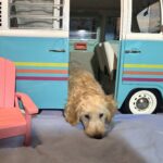 APOLLO – Miniature Schnoodle $2300