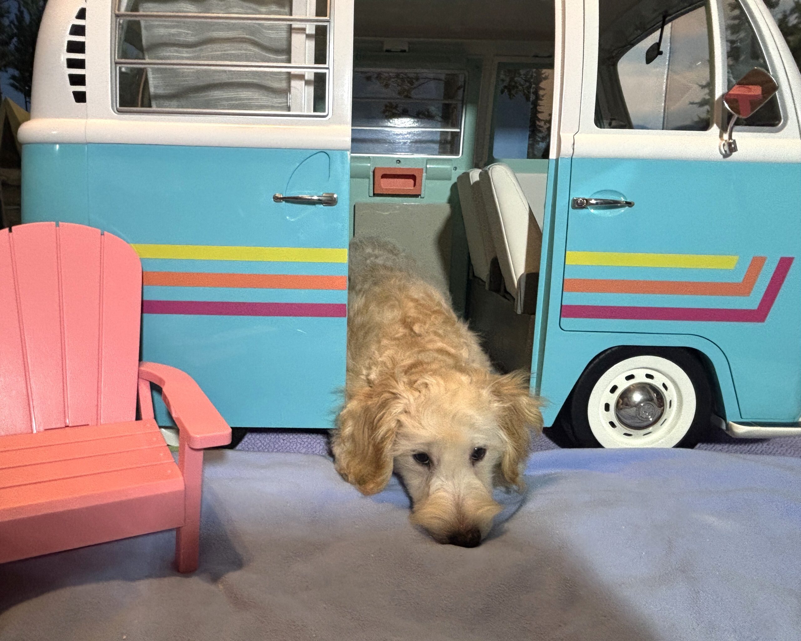 APOLLO – Miniature Schnoodle $2300