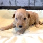 APOLLO – Miniature Schnoodle $2500