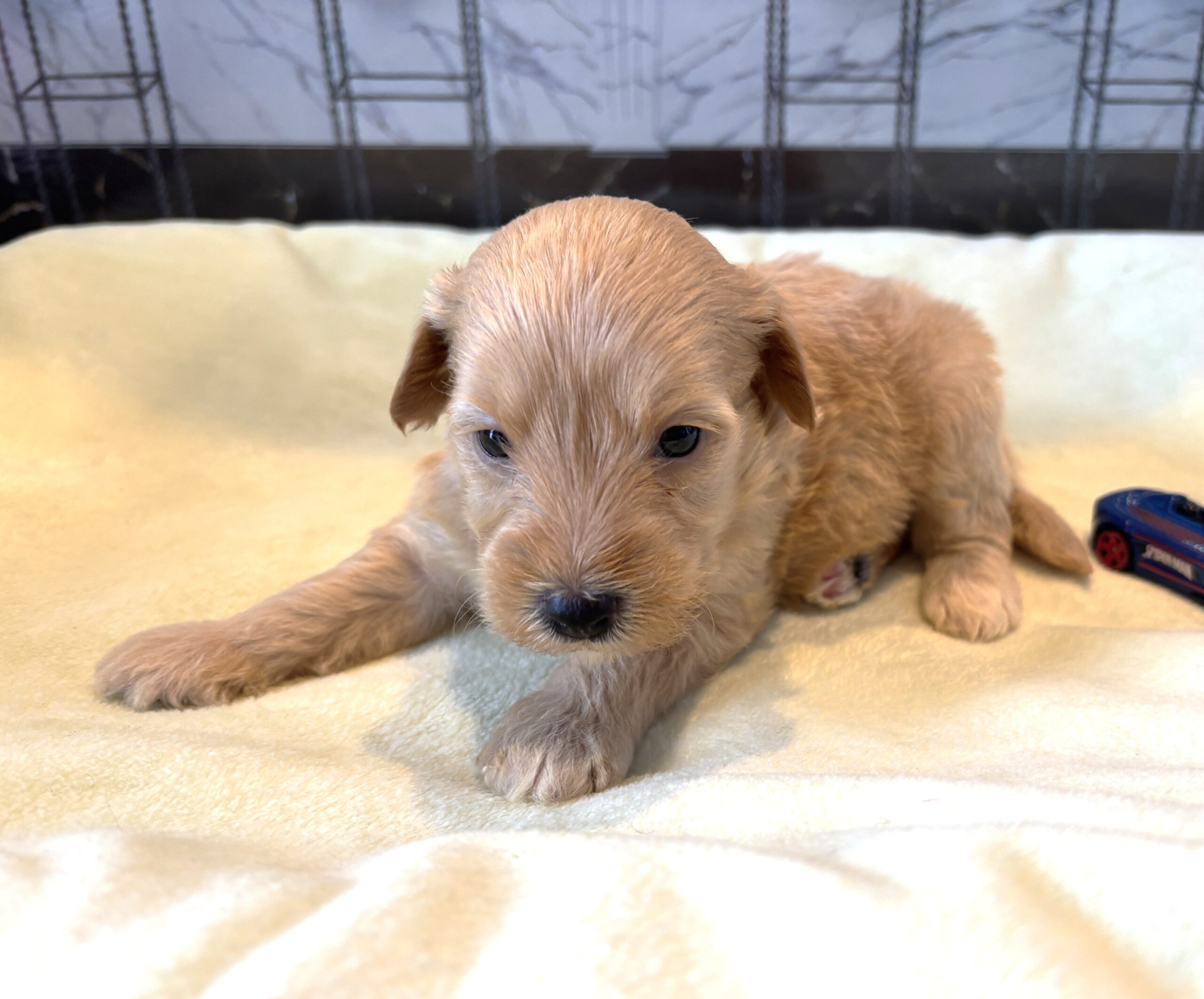 APOLLO – Miniature Schnoodle $2500