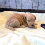 APOLLO – Miniature Schnoodle $2500