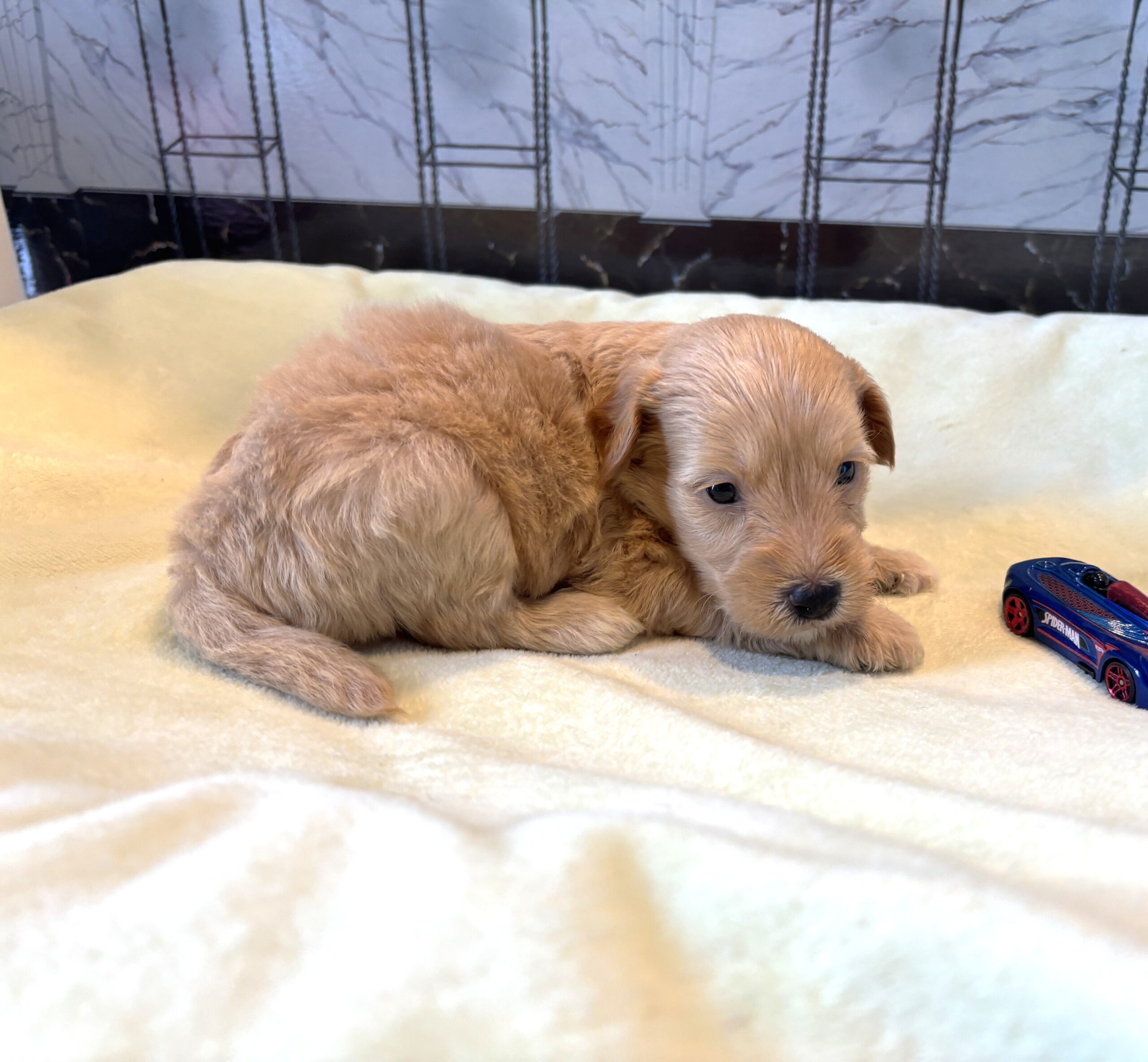 APOLLO – Miniature Schnoodle $2500