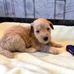 APOLLO – Miniature Schnoodle $2500