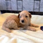 APOLLO – Miniature Schnoodle $2500