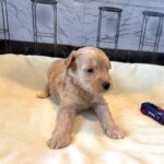 APOLLO – Miniature Schnoodle $2500