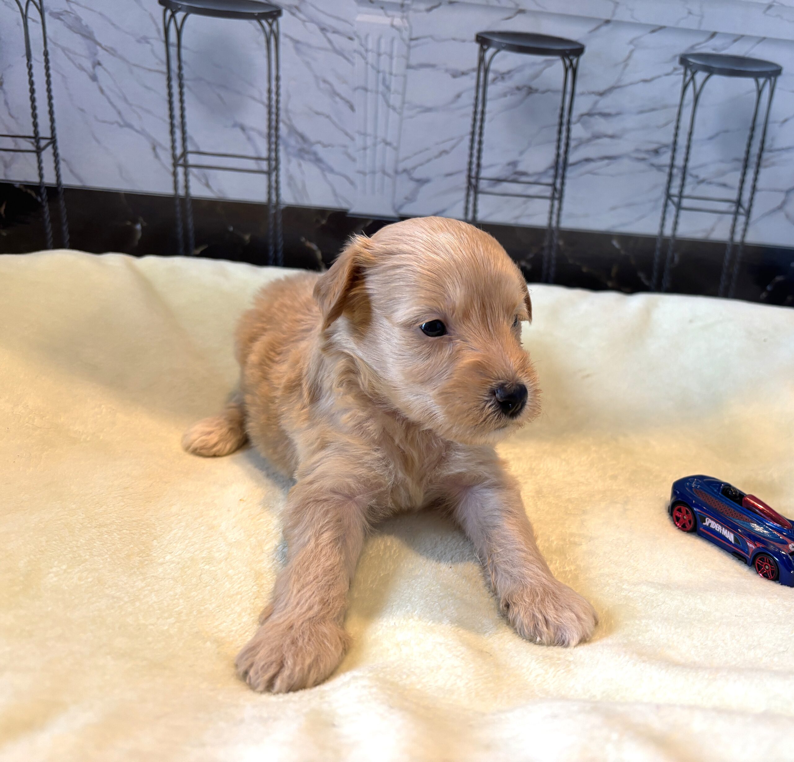 APOLLO – Miniature Schnoodle $2500