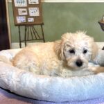 ATLAS – Miniature Schnoodle $2500