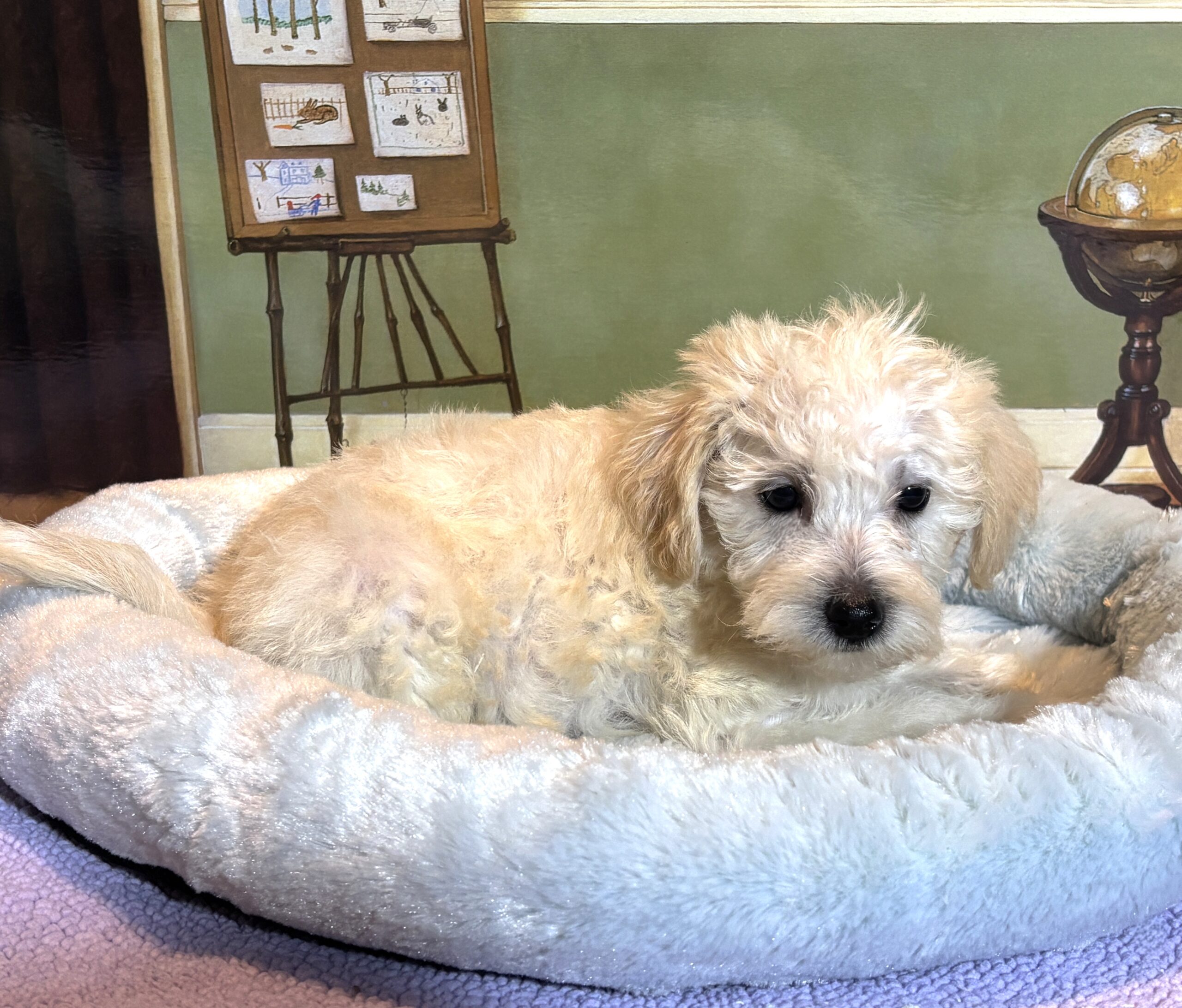 ATLAS – Miniature Schnoodle $2500