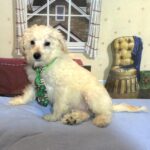 ATLAS – Miniature Schnoodle $2300