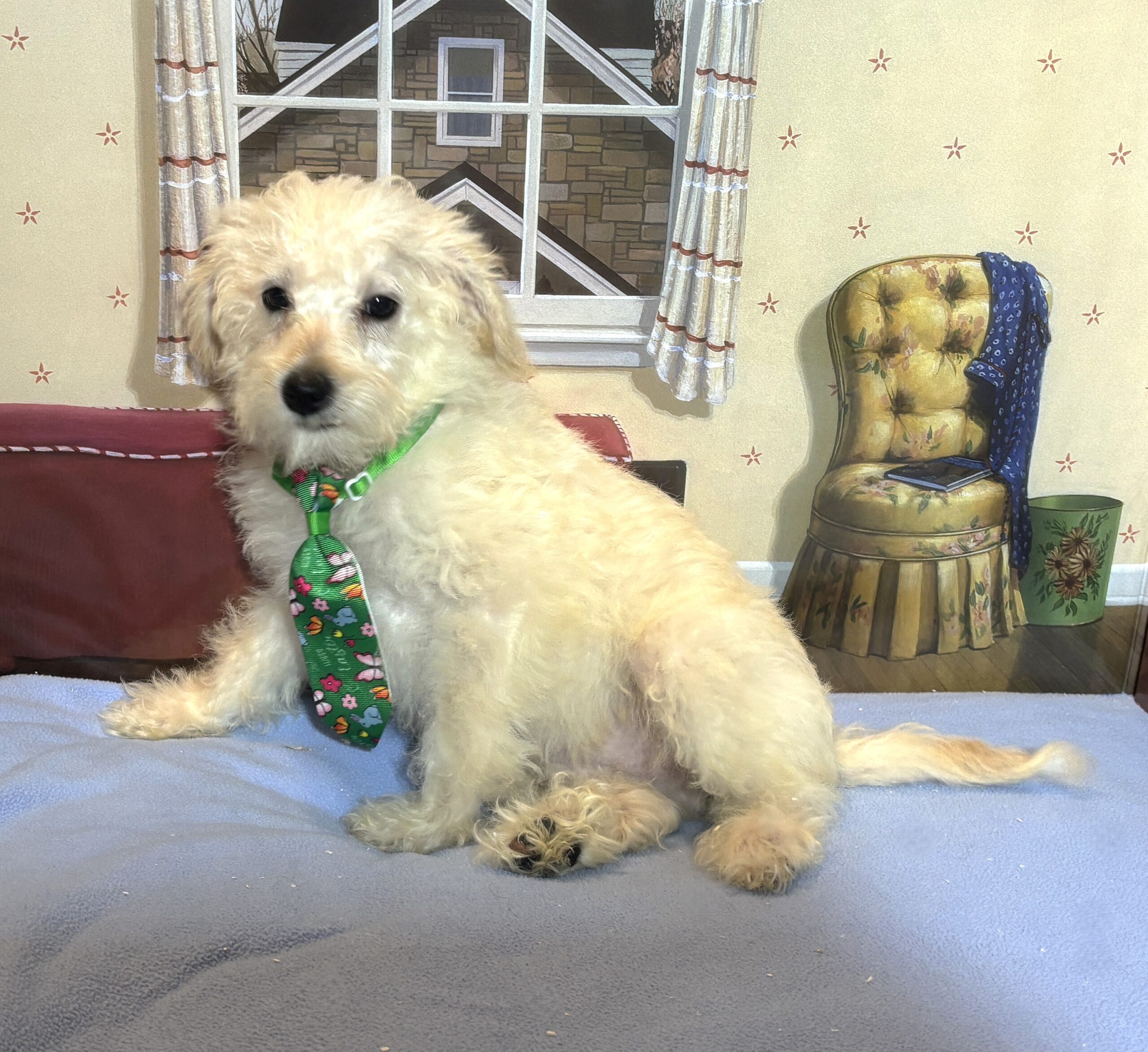 ATLAS – Miniature Schnoodle $2300
