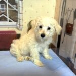 ATLAS – Miniature Schnoodle $2300