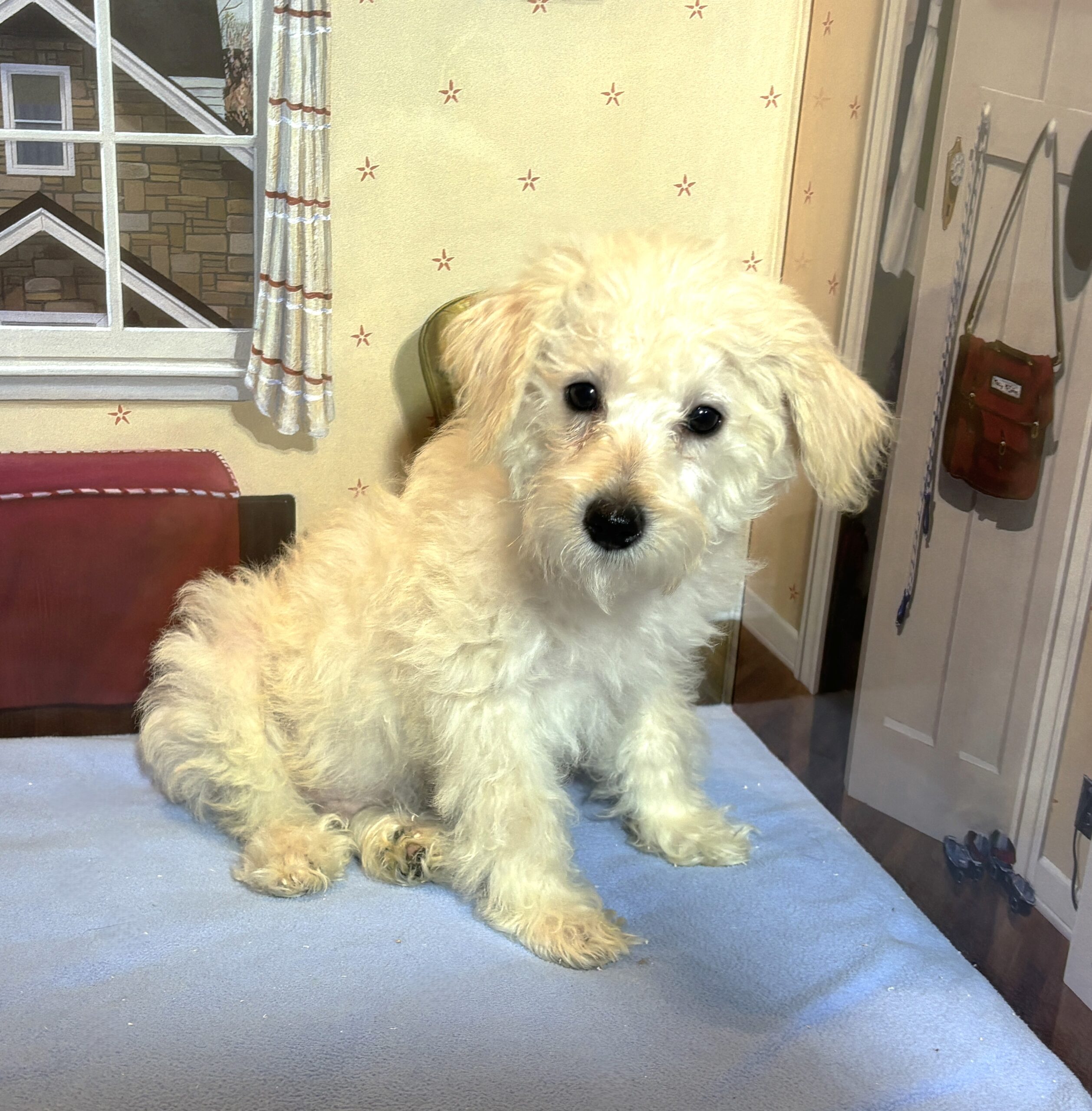 ATLAS – Miniature Schnoodle $2300