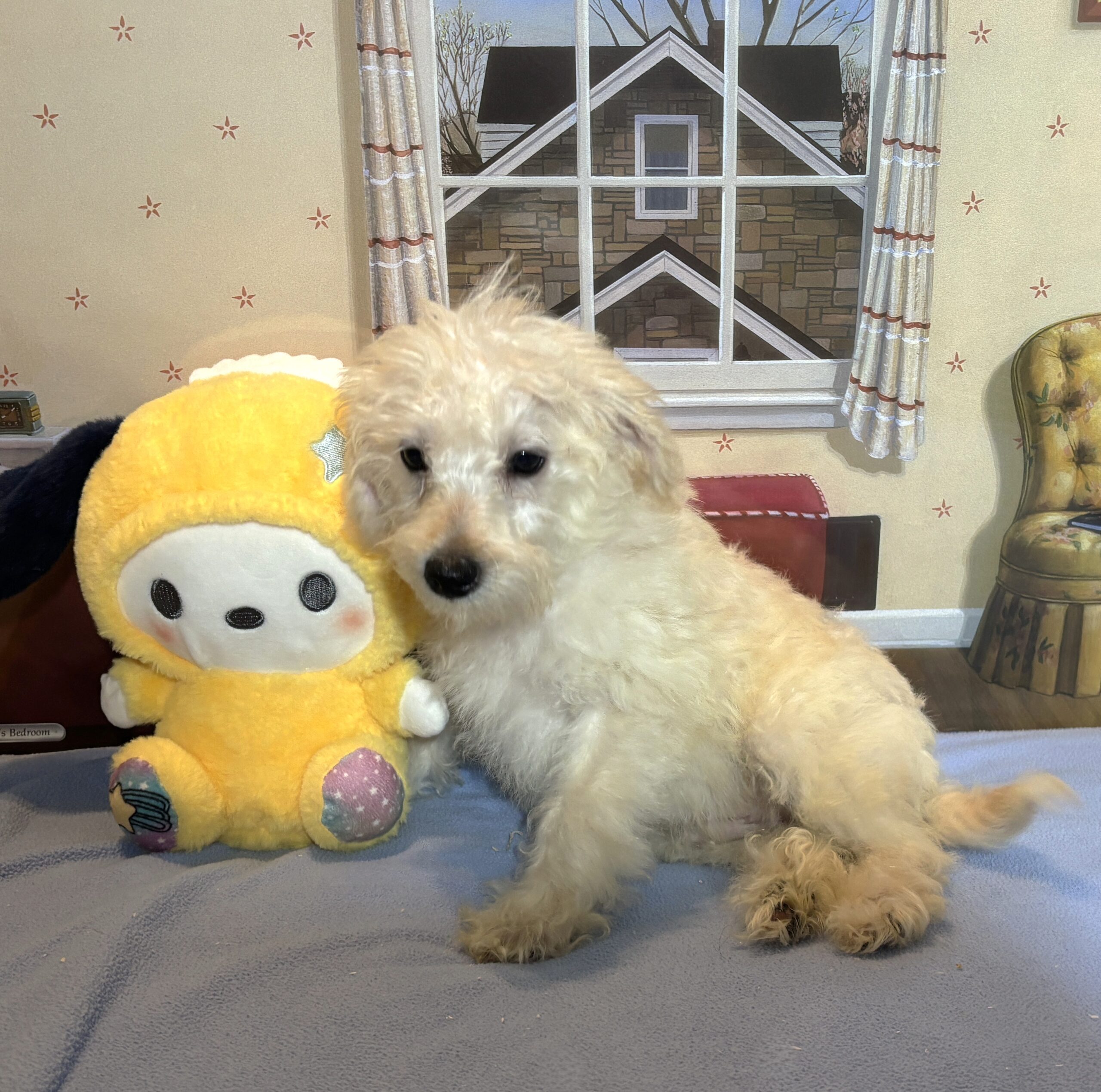 ATLAS – Miniature Schnoodle $2300