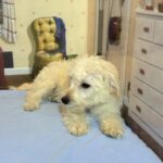 ATLAS – Miniature Schnoodle $2300