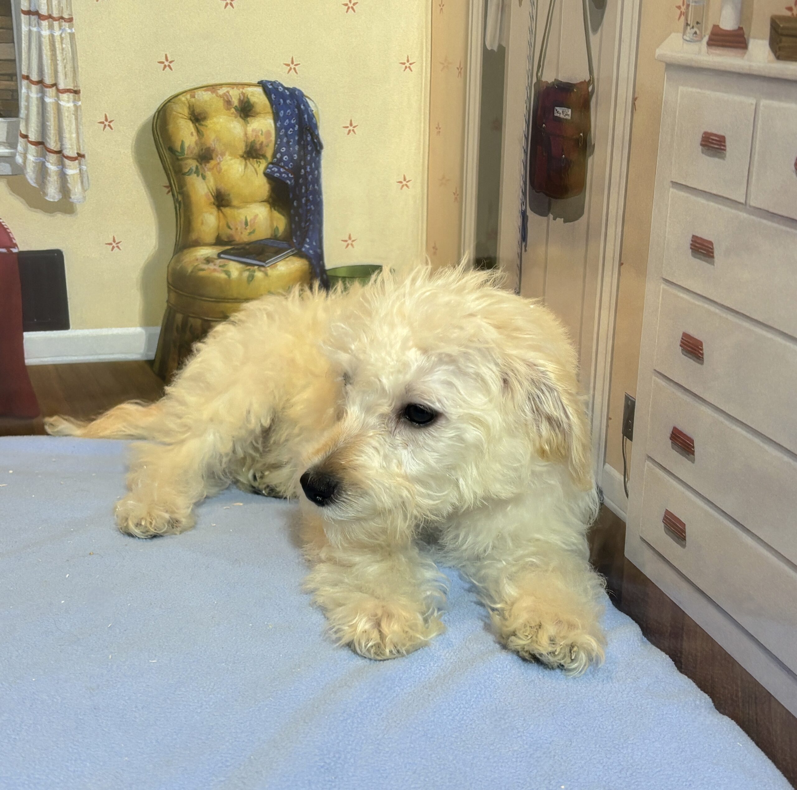 ATLAS – Miniature Schnoodle $2300