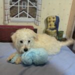 ATLAS – Miniature Schnoodle $2300
