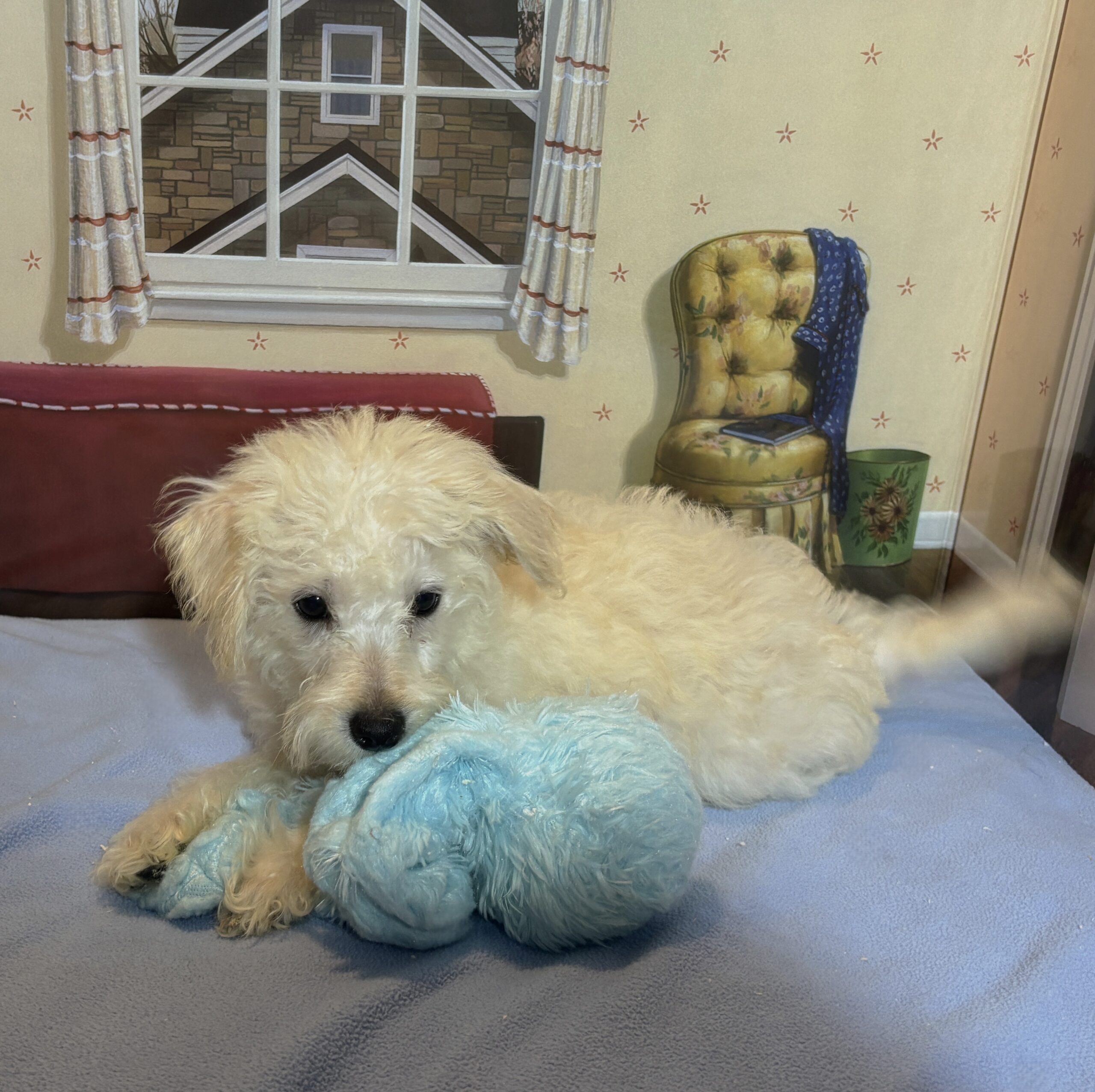 ATLAS – Miniature Schnoodle $2300