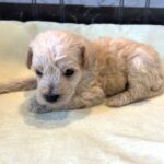 ATLAS – Miniature Schnoodle $2500