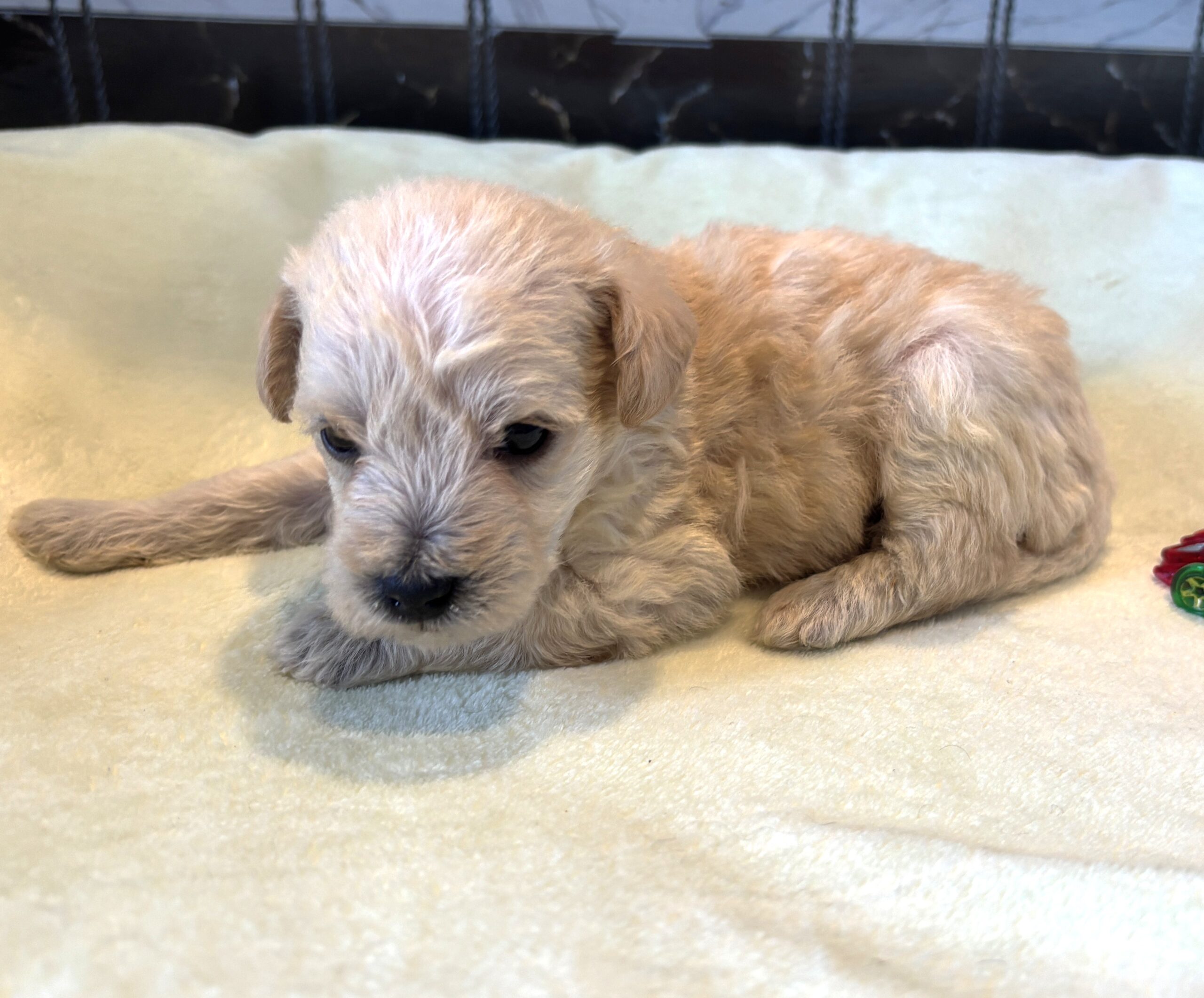 ATLAS – Miniature Schnoodle $2500