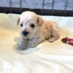 ATLAS – Miniature Schnoodle $2500
