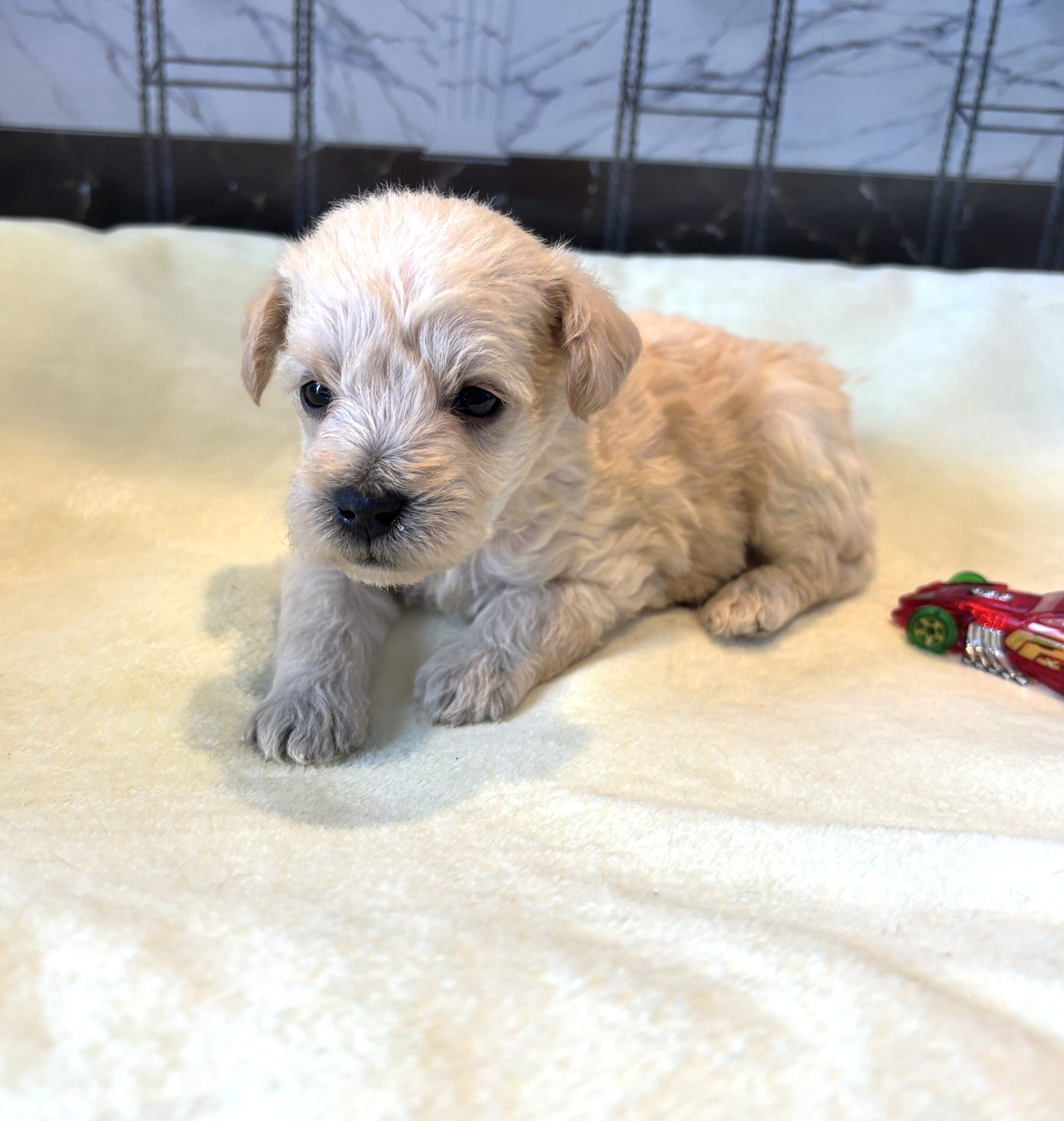 ATLAS – Miniature Schnoodle $2500
