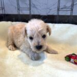 ATLAS – Miniature Schnoodle $2500