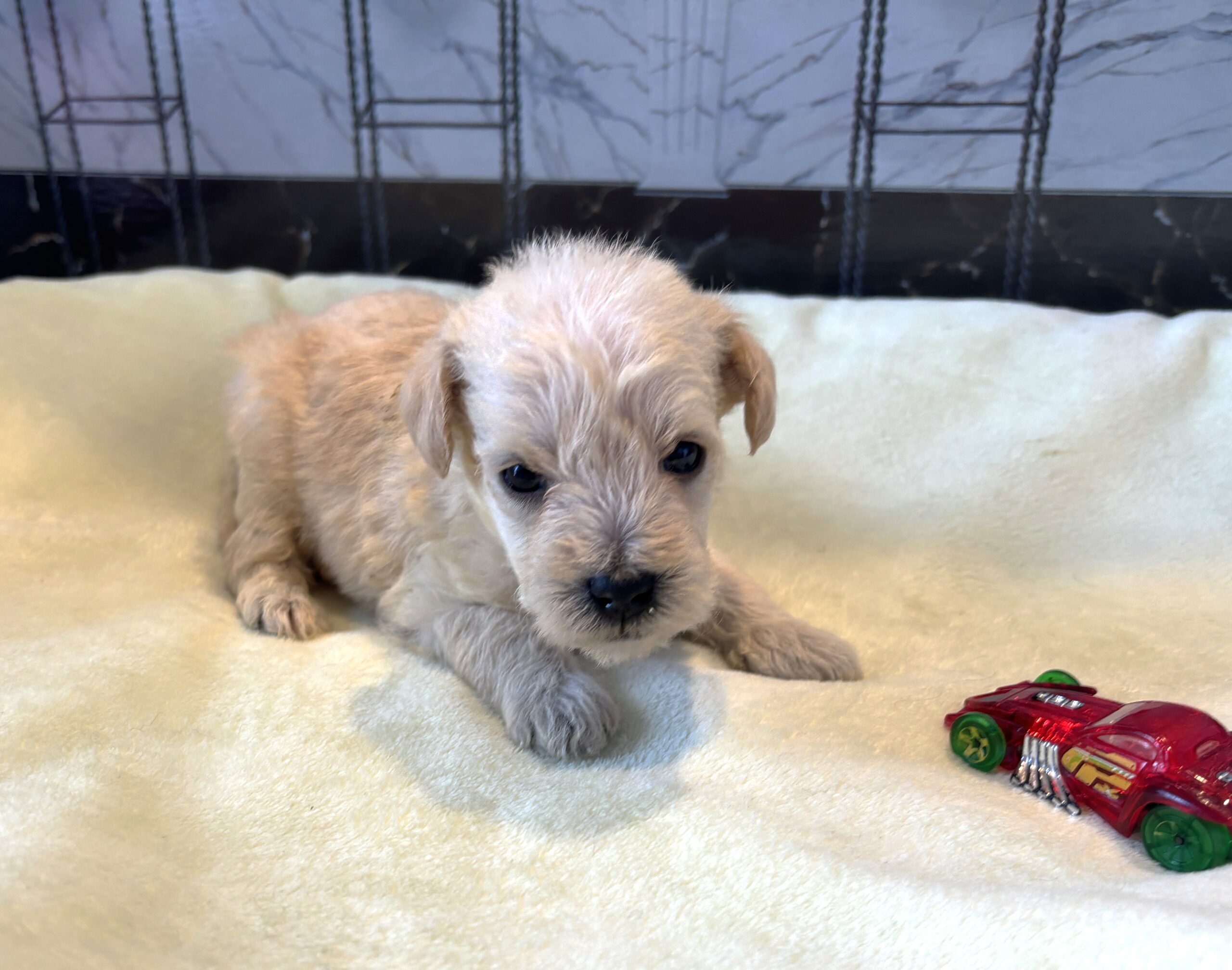 ATLAS – Miniature Schnoodle $2500