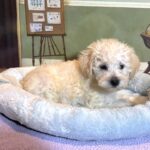 ATLAS – Miniature Schnoodle $2500